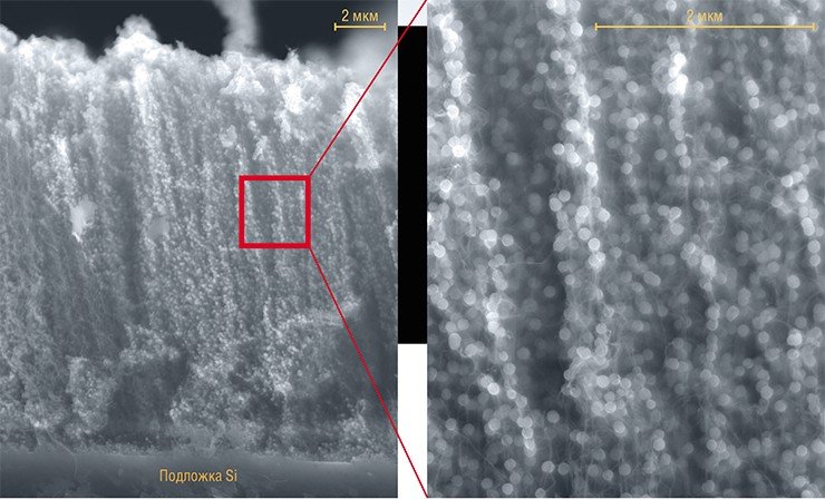 Так выглядит массив углеродных нанотрубок, ориентированных перпендикулярно кремниевой подложке, на которых в течение 8 мин при 60 °C осаждались наночастицы CdS. Последние имеют почти одинаковые размеры и нанизаны на трубки подобно бусинам. Растровая электронная микроскопия 