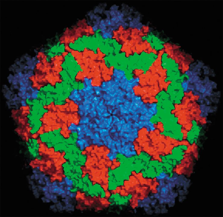 Using two crystallography beamlines (I03 and I24) at Diamond, a team of scientists from Beijing and Oxford have been able to determine the exact structure of Hepatitis A, down to the individual atoms. Courtesy of Diamond Light Source LTD