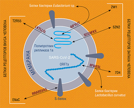 Некоторые участки белков коронавируса SARS-CoV-2 длиной 7–8 аминокислот (AIFYLIT, SCGNFKV и др.) оказались идентичны участкам белков обонятельных и вкусовых рецепторов человека (в частности, рецептора горького вкуса T2R55), а также некоторым белкам симбиотических кишечных бактерий. По: (Khavinson, Terekhov, Kormilets et al., 2021)