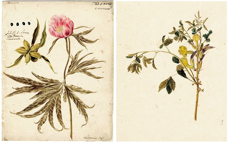Left: Paeonia (peony). Drawing by J. W. Lurzenius to the 4th volume of Flora Sibirica by J.G. Gmelin (1769). Water color, pencil. SPB RASA. Coll. I. Inv. 105. File 22. Sheet 19. On right: Caragana sibirica Drawing by J. Dekker to the 4th volume of Flora Sibirica by J. G. Gmelin (1769). Water color, pencil. St Petersburg Branch of the Russian Academy of Sciences Archives (SPB RASA) Coll. I. Inv. 105. File 22. Sheet 16