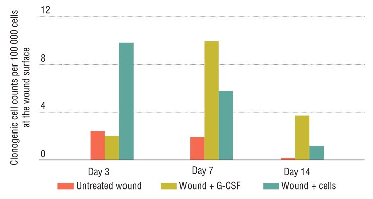 In experiment, skin wounds of laboratory animals heal most rapidly when stem cells are applied directly to the wound. Granulocyte colony-stimulating factor (G-CSF) also enhances healing. This factor increases the number of clonogenic cells, fibroblast progenitors, in the injured tissue