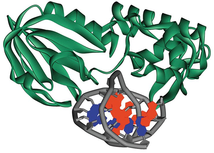 X-ray structural data for Fpg, a DNA repair enzyme, verified the information concerning the rates and types of structural rearrangements in the enzyme and its DNA substrate during their interaction which resulted from the changes of fluorescence in stopped-flow experiments. Top, crystal structure of the Fpg complex with double-stranded DNA from the Protein Data Bank (PDB, accession number 1K82)