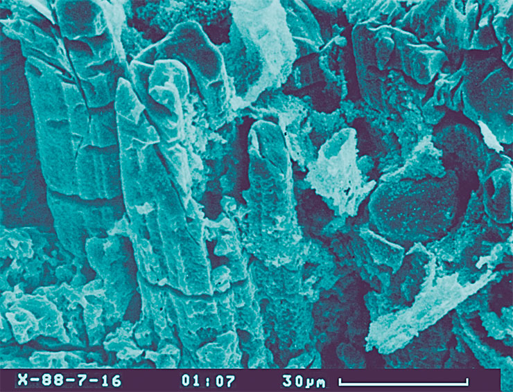 Вероятно, остатки чехлов, заключавших по несколько нитей цианобактерий из Хубсугульских фосфоритов