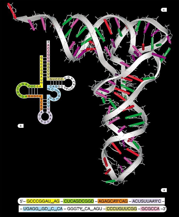 RNA is also able to form double-stranded structures similar to DNA; however, RNA molecules in the majority of cases exist as intricate tangle structures. This is exactly the conformation of the human transfer RNA carrying the amino acid lysine. The RNA structure can be represented as: a) a primary nucleotide sequence; b) a scheme of secondary structure (dashes indicate the interacting complementary nucleotide pairs); c) a three-dimensional spatial structure