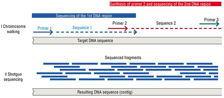 Two strategies for decoding genomes were developed in the 20th century:chromosome walking and a shotgun method, both based on Sanger’s enzymatic sequencing and named after its inventor, F. Sanger
