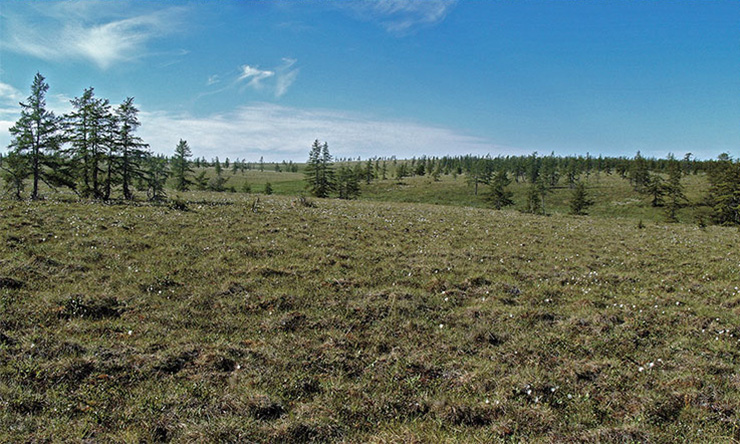 Лиственничное редколесье и сухая тундра на краю лиственничных редин. Фото Ю. Литвинова