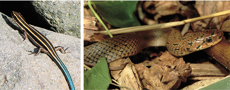 The Far Eastern skink (Plestiodon finitimus) inhabits the Japanese islands of Honshu and Hokkaido outside the Russian part of its range; in Russia, it lives only on the Kunashir, preferring locations around thermal springs. The population of the species on the island is estimated at several thousand individuals (left). Photo: Yu. Sundukov. The Japanese forest rat snake (Euprepiophis conspicillata) cannot climb tree branches, unlike other Far Eastern rat snakes. Its diet consists of rodents, eggs, and chicks. In Russia, it only inhabits the Kunashir, usually around geothermal springs; outside of Russia, it is distributed in Japan, on the islands of Honshu and Hokkaido. Photo: Yu. Sundukov
