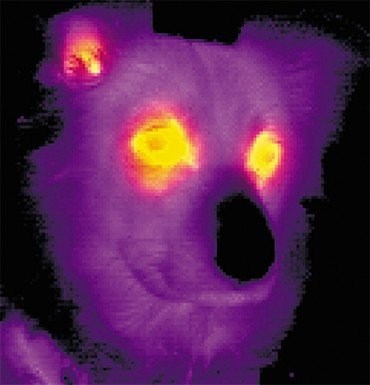 Это не легендарная собака Баскервилей, а обычный домашний питомец «глазами» тепловизора. С помощью тепловидения можно изучать организм не только человека, но и животных