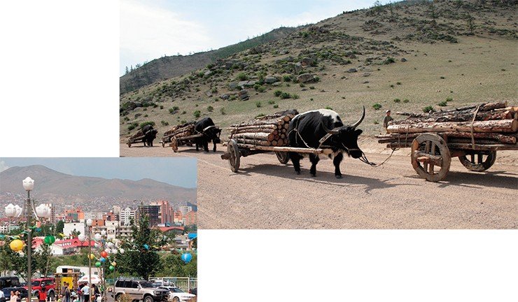 Улицы Улан-Батора, столицы Республики Монголия, заполнены автомобилями, но в Западной Монголии не отказываются и от испытанного «экологически чистого» вида транспорта – выносливых яков