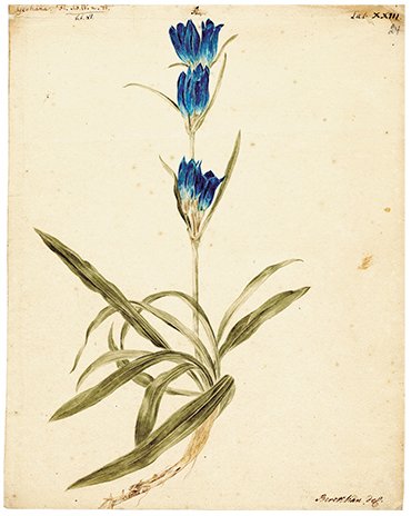 Gentiana (centaury). Drawing by J. Ch. Berckhan to the 4th volume of Flora Sibirica by J. G. Gmelin (1769). Water color, pencil. SPB RASA. Coll. I. Inv. 105. File 22. Sheet 24