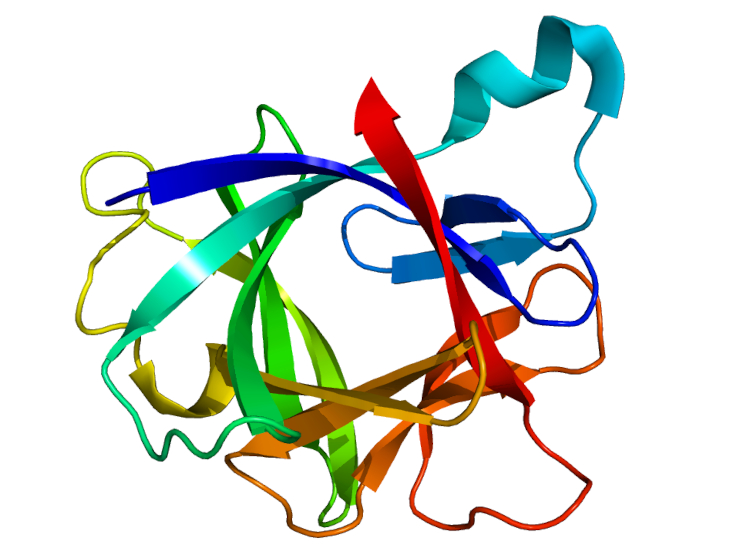 Молекулярная структура белка интерлейкин-1 бета (IL-1β)