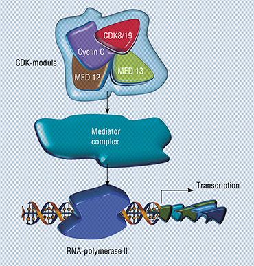 Cyclin-independent kinase 8 (CDK8) and its twin, CDK19, along with several other proteins, belong to the CDK-module, which interacts with the Mediator complex and regulates its activity. The Mediator complex, in turn, interacts with RNA-polymerase II enzyme, which is necessary for transcription – the synthesis of RNA on the DNA template (Porter et al., 2012). Image courtesy: PNAS