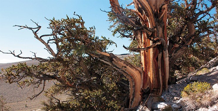 Дерево-долгожитель сосна остистая межгорная (Pinus longaeva) при продолжительности жизни в несколько тысячелетий также имеет относительно короткие теломеры – 13 тыс. пар нуклеотидов. © Creative Commons