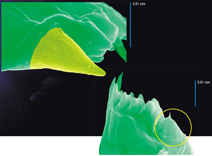 Mandibular tooth of E. baicalensis; the yellow color indicates the silicon crown (top). Cutting edge of the mandible of E. baicalensis; the circle symbol shows a tooth with a broken silicon crown (bottom)