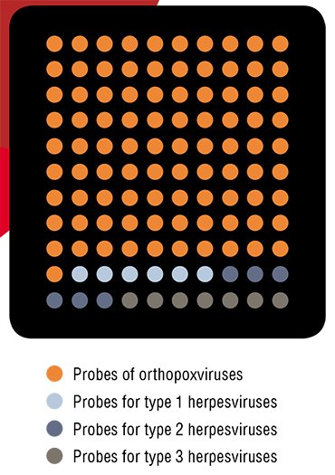 The microchip for simultaneous identification of orthopoxviruses and herpesviruses contains spots with manifold molecular proves (according to Sinyakov, 2007)