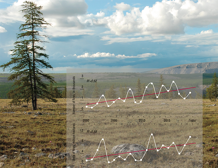 The 21st century sees an increase in the frequency and area of forest fires in Siberia, which is associated with warming and aridization in this region. Adapted from satellite images, Terra/MODIS. Foto: Larch regeneration in the Far North