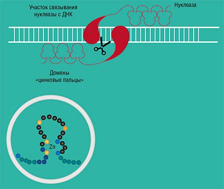 Для редактирования сложных геномов нужны ферменты, способные избирательно связываться с определенными последовательностями в структуре целевой ДНК и расщеплять ее в нужном месте. Пример – химерные zinc-finger нуклеазы, сложные белки, состоящие из двух субъединиц и содержащие атом цинка. Одна из субъединиц служит «ножницами», другая («цинковые пальцы») – адресующая, причем каждый белковый домен-«палец» способен специфически связаться только с одной последовательностью из трех нуклеотидов. По: (Закиян, Власов, Медведев, 2014)
