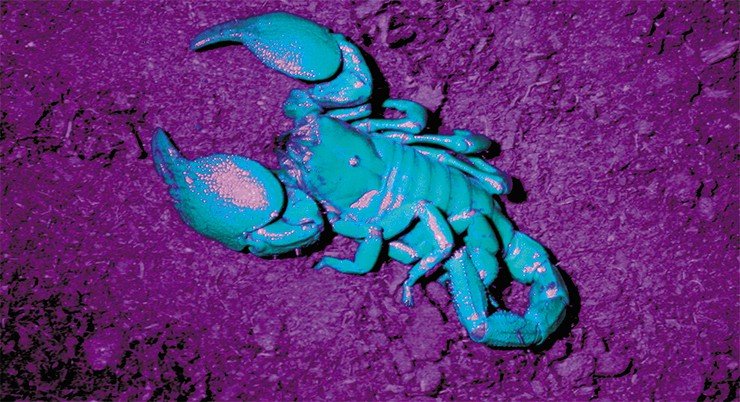 Шкурка (кутикула) всех скорпионов в ультрафиолетовом излучении флюоресцирует, светится в зелено-голубом спектре. С хорошим фонарем крупного скорпиона можно увидеть ночью за 5—10 м 