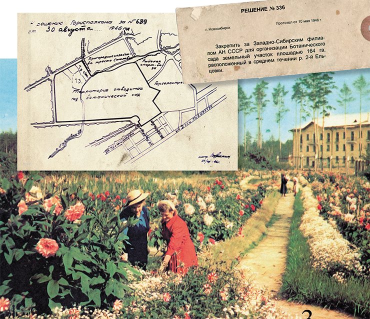 The first area for the botanical garden, a 164-hectare plot, was allocated in the Zayeltsovskiy district of Novosibirsk. Below – director L.P. Zubkus and an expert on wild plants of Siberia, E.V. Tyurina, near the collection of ornamental plants in front of the first brick-and-mortar building of the Garden