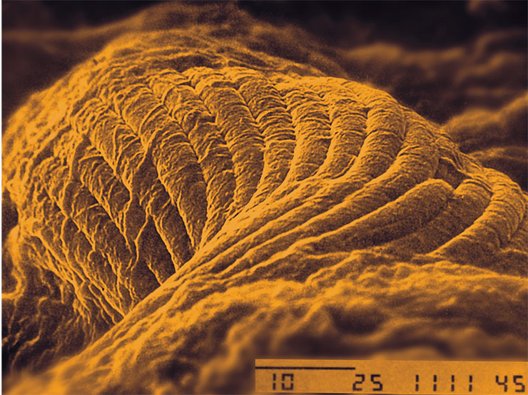 Верхний цианобактериальный слой современного галофильного мата. Жгут Microcoleus chthonoplastes, состоящий из более, чем 20 трихомов, одетых одной тонкой слизистой, местами складчатой оболочкой