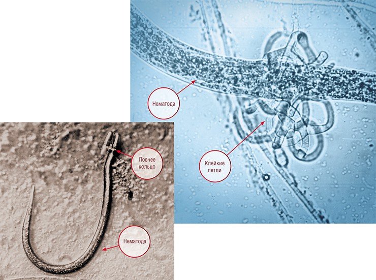 Охотничьи приспособления хищных грибов отличаются большим разнообразием: здесь и сжимающие кольца, и клейкие петли, и даже «химическое оружие». На фото – результат успешной охоты: почвенная нематода, сжатая ловчим кольцом гриба Dactylariopsis brochopaga (вверху), и нематода, попавшая в клейкие петли гриба Arthrobotrys compacta (вверху справа). Световая микроскопия