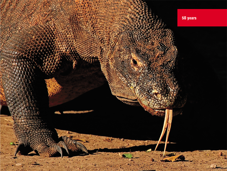 On the Indonesian island of Komodo, there lives the largest lizard on Earth – the Komodo dragon. These giant reptiles are predominantly scavengers, but can attack wild sheep, water buffalo, and feral goats. In the wild, they rarely live longer than half a century. The genome of “the last dragon”, as the locals call this animal included in the IUCN Red List, has been thoroughly studied by an international team of researchers, including scientists from the Department of Genome Diversity and Evolution IMCB RAS (Lind et al., 2019). © Charles J. Sharp