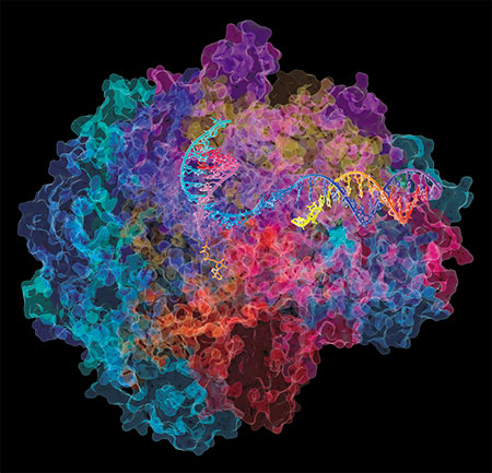 Молекулярная структура фермента РНК-полимеразы II млекопитающих, который катализирует процесс транскрипции: синтез молекулы информационной РНК по матрице ДНК. Сама РНК, в свою очередь, служит матрицей для синтеза белка. © David Bushnell, Ken Westover and Roger Kornberg, Stanford University