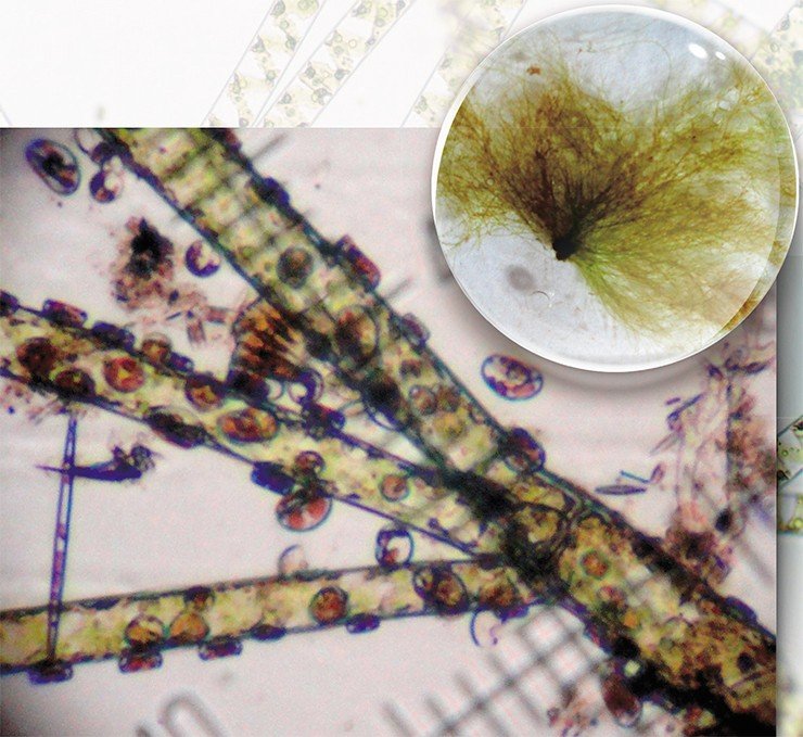Справа: Общий вид таллома кладофоры гломераты (Cladophora glomerata L. Kütz). Слева: фрагмент таллома кладофоры гломераты, покрытый диатомовыми водорослями рода кокконеис (Cocconeis sp. Ehrenb). Световая микроскопия