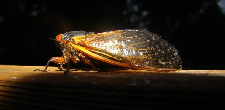 17-летняя периодическая цикада рода Magicicada