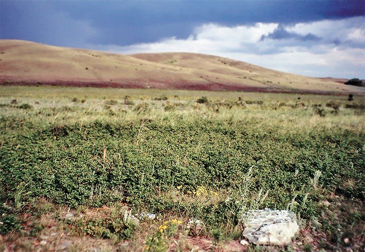 Куртины солодки Коржинского в степном ландшафте (юго-восток Башкирии). Фото А. Беляева