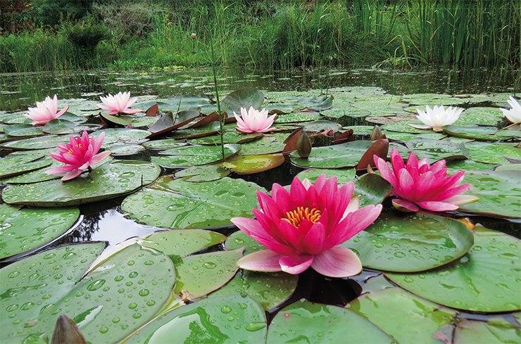 Varietal water lilies (the genus Nymphaea) bloom throughout the summer until the first frosts and winter well in Siberia. The variety Attraction with pink flowers up to 18 cm in diameter was created back in 1910 in France