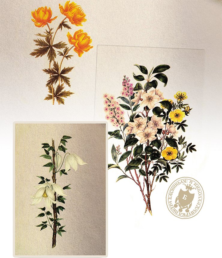 Siberian plants: from top down: Asian globe-flower (Trollius asiaticus L.), a bunch of wild-growing woody plants, and Siberian clematis (Atragene sibirica L.). on the previous page: Daurian rhododendron (Rododendron davuricum L.); Watercolor by P. I. Borisov From: (Kuibysheva, Safonova, 1986)