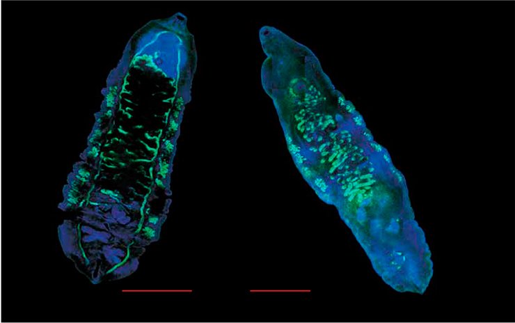 These two species of parasitic trematodes, O. viverrini (left) and O. felineus (right), are the major opisthorchiasis agents. The adult individuals parasitize the liver and bile ducts of infected persons. Laser scanning microscopy