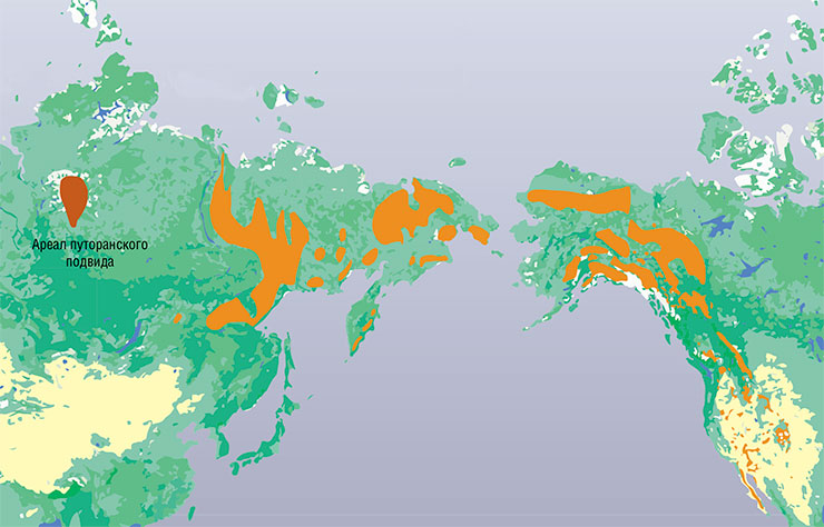 Современная область распространения азиатских и американских снежных баранов. По данным Международного союза охраны природы (IUCN), https://www.iucnredlist.org