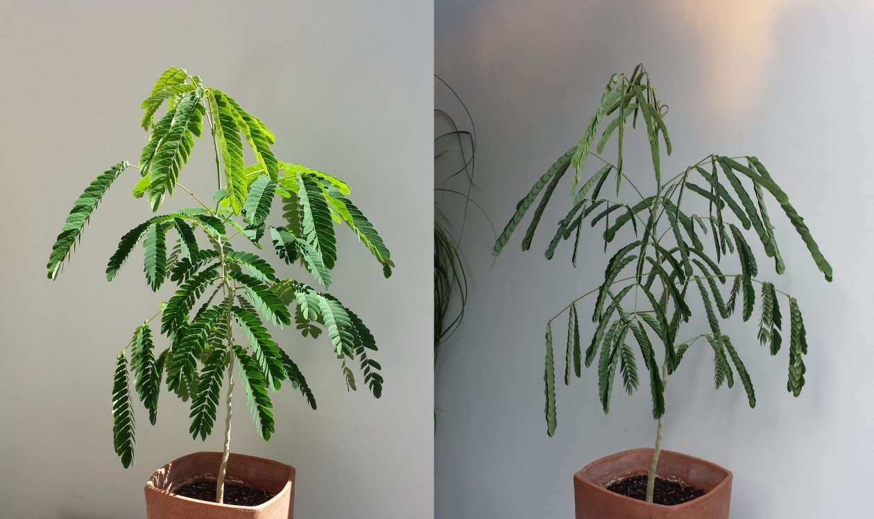 Акация шелковая (Albizia julibrissin). Слева – днем, справа – ночью. Повинуясь своим биологическим часам, ночью это растение сворачивает листья