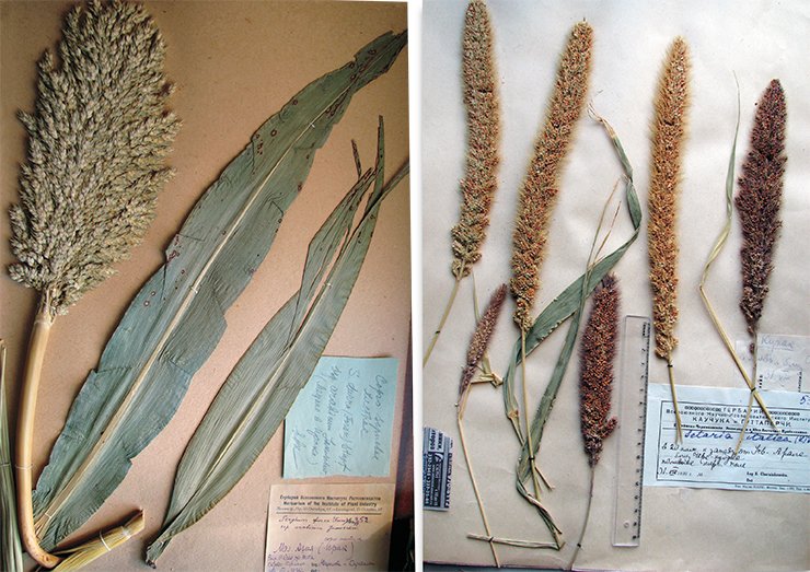 Left: another ancient cultivated plant – durra Sorghum durra (Forsk.) Stapf – differs from common millet by a denser inflorescence.Herbarium specimen (Iraq, VIR). On right: Foxtail millet (Setaria italica (L.) Beauv. = Panicum italicum L.), referred to as “mohar,” has been raised since ancient times as a forage culture and referred to as “chumisa” or grown as a cereal and referred to as “gomi”. Herbarium specimen (Central Asia, area of Balkhash Lake, VIR)