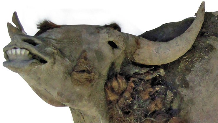 The horn spread of this bison mummy, found in a glacial cliff of the Oiyagos Gill in 2010, was 75 cm