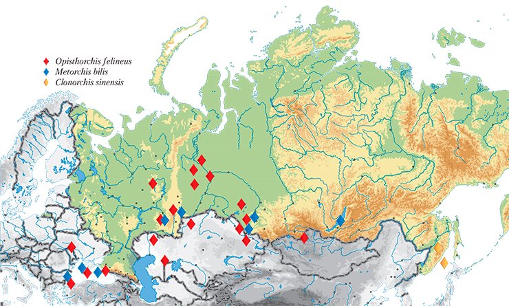 Currently, in addition to Western Siberia, liver flukes are found in the Volga–Kama, Don, and Dnepr River basins and of the adjacent countries, in Kazakhstan, Belarus, Ukraine, and Baltic states. Map shows the sampling sites for the liver flukes deposited in the collection of the Institute of Cytology and Genetics, Siberian Branch, Russian Academy of Sciences (Novosibirsk)