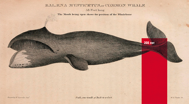 The Greenland whale is the second only to the blue whale in size, weighing up to 100 tons. Its average lifespan approaches half a century. The maximum registered lifespan based on changes in the eye lens is over 200 years. This makes Greenland whales the record holders in longevity among mammals. Illustration from “The American Natural History” by H. C. Carey & I. Lee (1826–28) Public domain