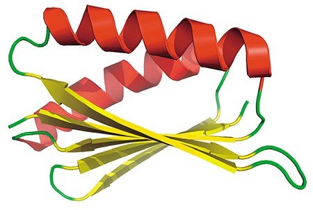 На этом иображении из базы данных PDB показана третичная структура белка Top7 – первого белка, обязанного своим происхождением не природе, а методам компьютерного анализа
