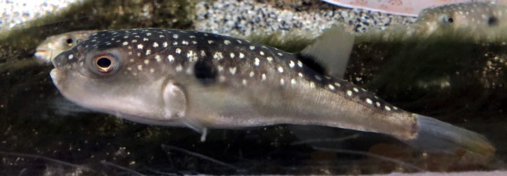 Все рыбы из рода Takifugu обладают токсичностью, так как содержат во внутренних органах, особенно в печени и яичнике, летальные количества яда тетродотоксина.  На фото – серо-пятнистый иглобрюх (Takifugu alboplumbeus), считающийся очень ядовитым © CC BY-SA 4.0/ Totti