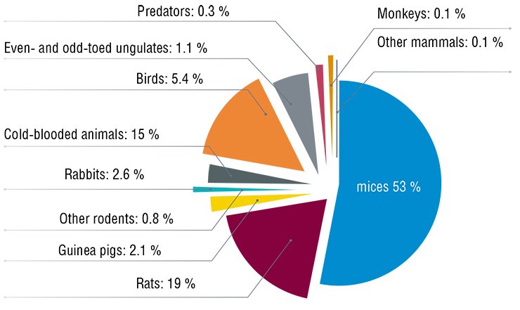 Laboratory mice are the leaders among all model biological objects. They have the best price-quality ratio: 95 % of the mouse genome coincides with the human genome, whereas keeping and breeding mice costs much less than keeping pigs or monkeys, which are genetically closer to humans. EU data, 2005