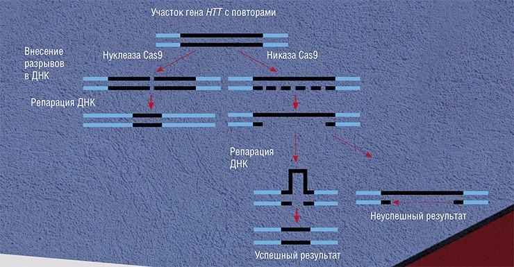 Схема укорочения удлиненного тракта повторов CAG гена HTT с помощью стандартной системы CRISPR/Cas9, вносящей в ДНК двунитевые разрывы, и с использованием никаз Cas9, которые вносят однонитевые разрывы. По: (Cinesi et al., 2016)