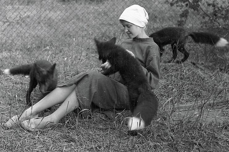 Belyaev’s main achievement was the concept and implementation of the experiment on fox domestication, which demonstrates the role of behavior-based selection in animal domestication. The experiment is considered to be one of the most famous biological experiments of the twentieth century