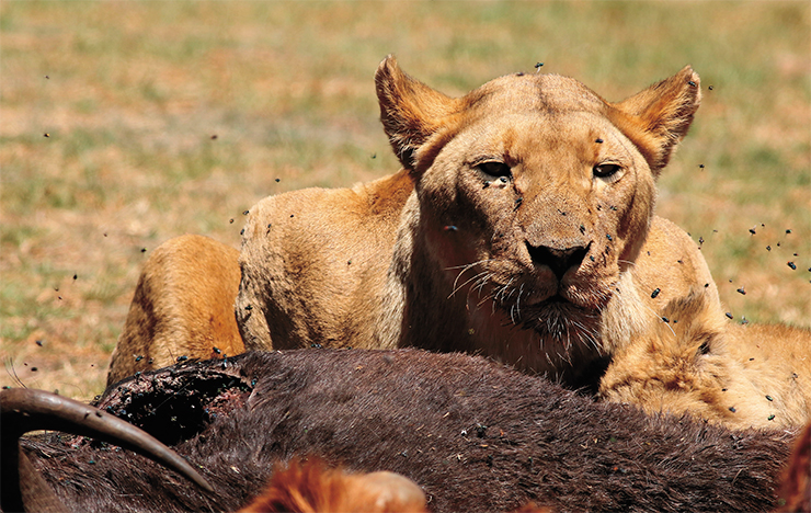 Львица после удачной охоты на крупное африканское травоядное. © CC BY 2.0. Some rights reserved by Derek Keats