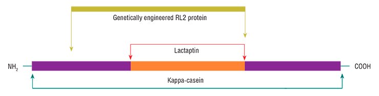A research team of the Institute of Chemical Biology and Fundamental Medicine, Siberian Branch, Russian Academy of Sciences (Novosibirsk, Russia) discovered a new protein with apoptotic properties in breast milk; the protein was named lactaptin. The peptide with a molecular weight of 8.6 kDa contains 74 amino acid residues and is a fragment of the human milk kappa-casein. Several analogs of this peptide, including the RL2 protein, have been genetically engineered based on Escherichia coli