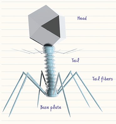A typical bacteriophage comprises a “head” housing DNA or RNA and surrounded by a protein or lipoprotein envelope (capsid), and a “tail”, a protein tube used by the virus to “inject” its genetic material into the bacterial cell