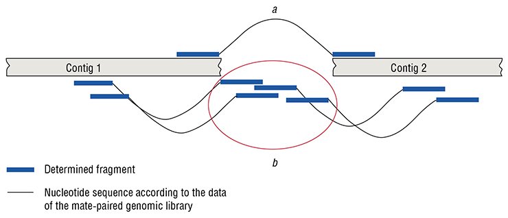In the 21st century, inexpensive and rapid technologies of massively parallel sequencing are used for decoding genomes. The data gathered by the mate-paired genomic library have made it possible to virtually “stitch” individual previously determined nucleotide sequences. Owing to this, it is possible (a) to correctly arrange the regions of target DNA (contigs), earlier determined by the shotgun method, and (b) to fill the gaps between them