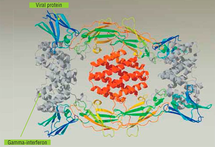 A recombinant variola virus protein able to bind human gamma-interferon (IFNγ), overproduced in several autoimmune diseases, was constructed at the State Research Center of Virology and Biotechnology Vector, Left: Structure of the homotetrameric complex of viral IFNγ-binding protein and two human IFNγ homodimers