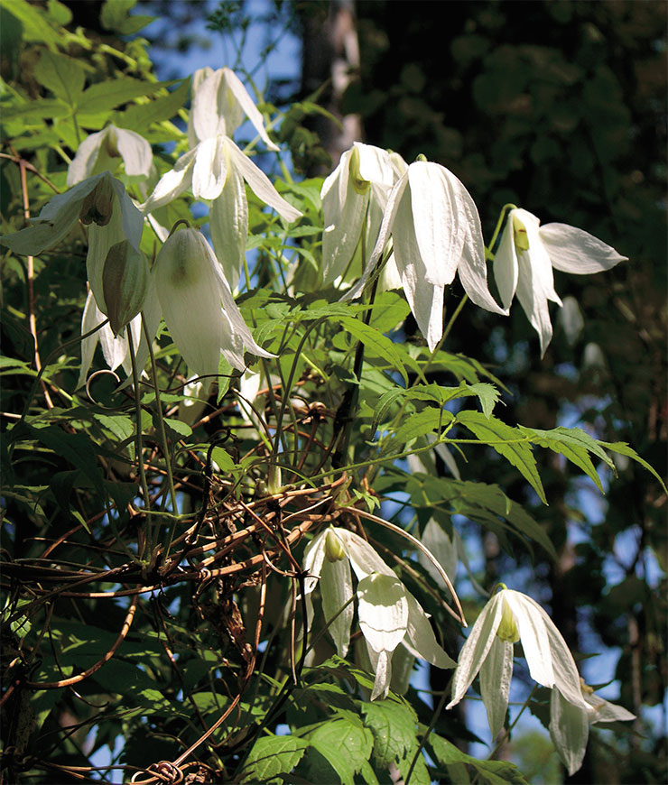 The Siberian clematis (Clematis sibirica, syn. Atragene sibirica) is a true taiga vine. This perennial plant from the buttercup family is a close relative of clematis varieties popular among gardening enthusiasts. Clematis clings to stems and branches of other trees and shrubs with its leaf stalks. Its flowers reach 5 cm (2 in) in size, but its “petals” are in fact sepals. To see the true petals, one should look inside the flower. Like most buttercups, this plant is poisonous. Photo by author